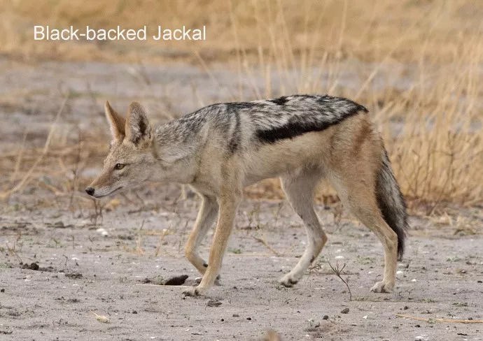 世界三大匪域,世界三大海盗国家