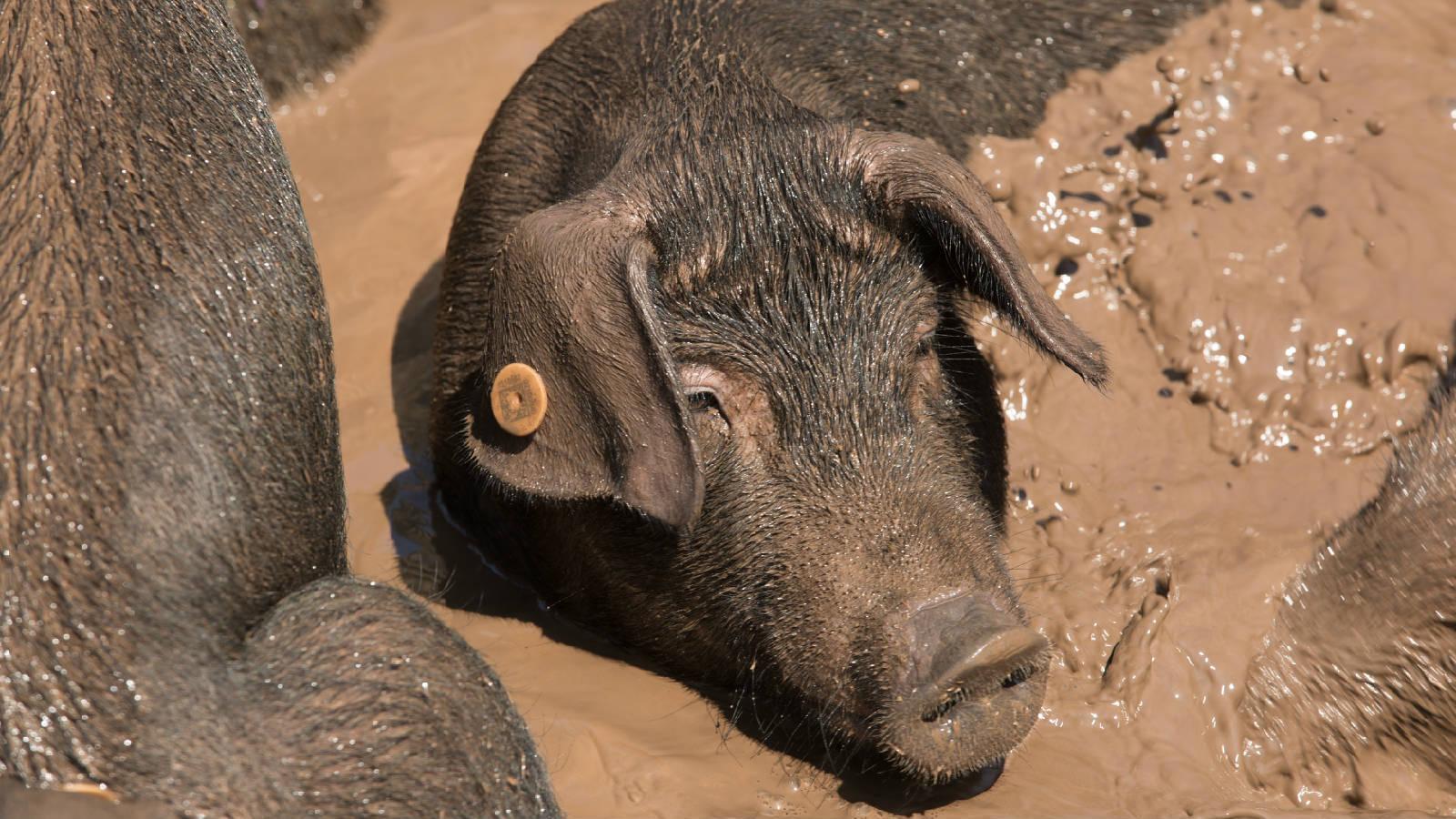 热点解读乡村振兴,通江乡村振兴