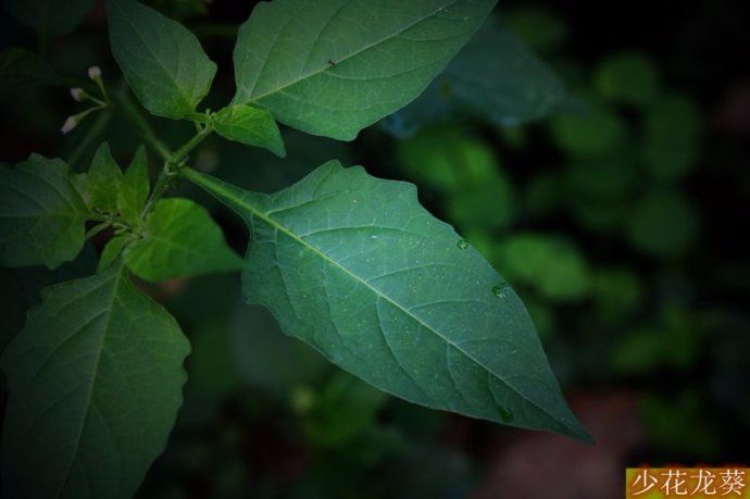 山里可以吃的小果子,一种野生甜甜的成串的小果子