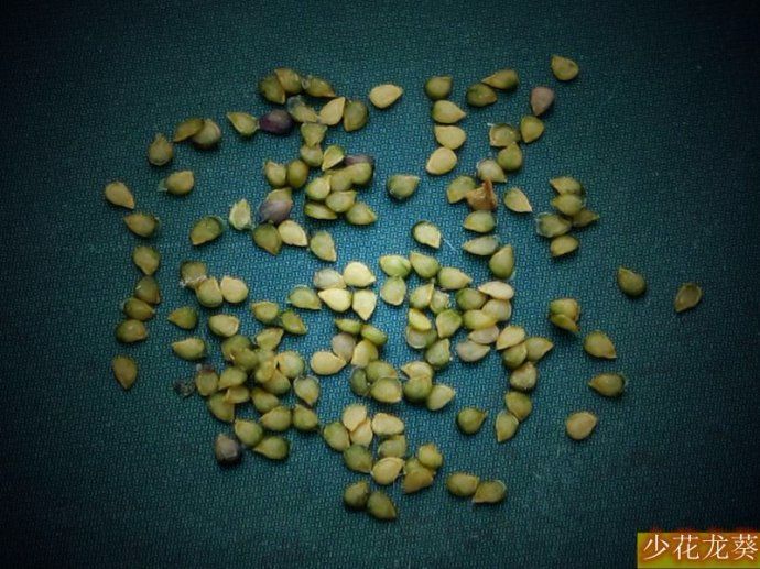 常见且能食用的野生小果子,农村夏天可以生吃的野果子