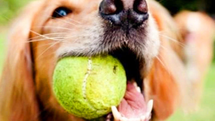 在狗狗眼里世界是什么颜色的,在狗狗眼里泰迪是什么