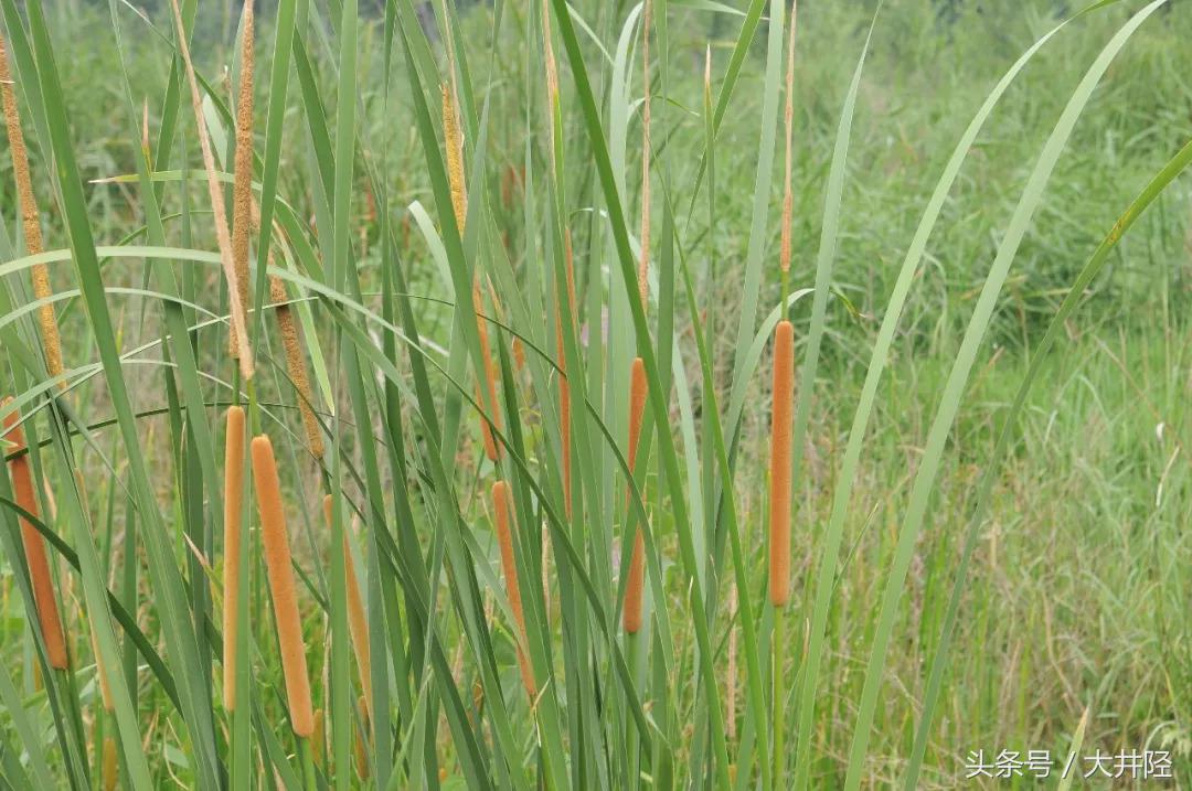 这种草制品很多人见过，但是你们真的了解它吗？