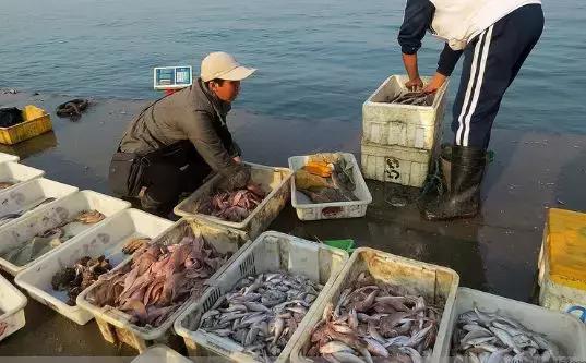 开海了哪里海鲜便宜汕头,开海了去哪里买海鲜青岛