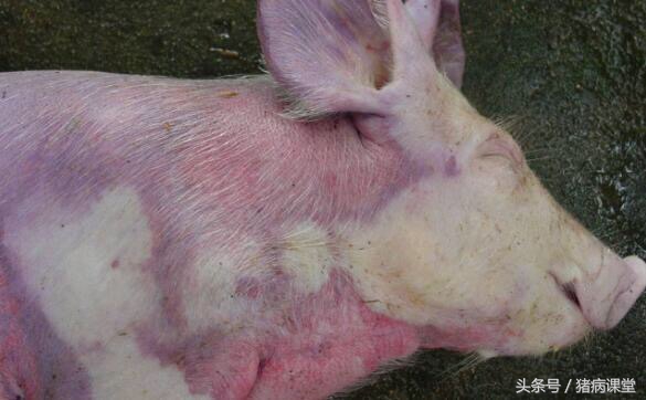 养猪场怎么防治布鲁氏杆菌,猪场非瘟了怎么治