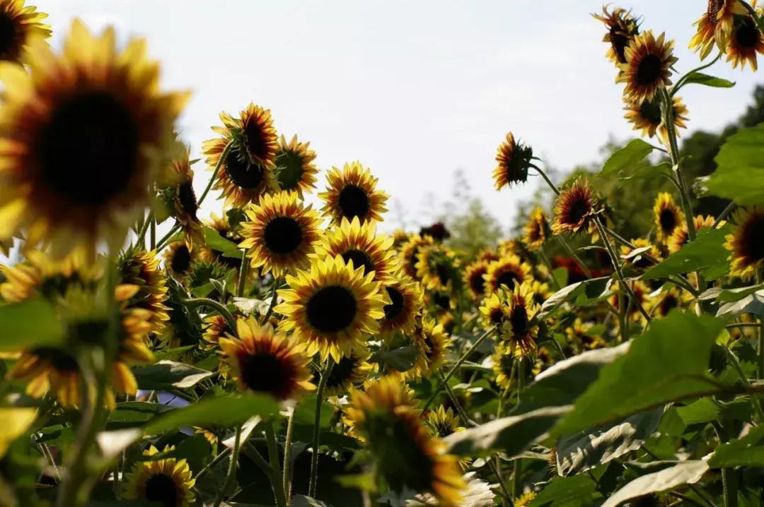2021年上海迪士尼门票多少钱,上海迪士尼vip免排队门票价格