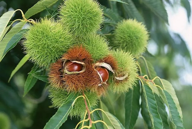 风物特产推介,湖北罗田大红袍板栗