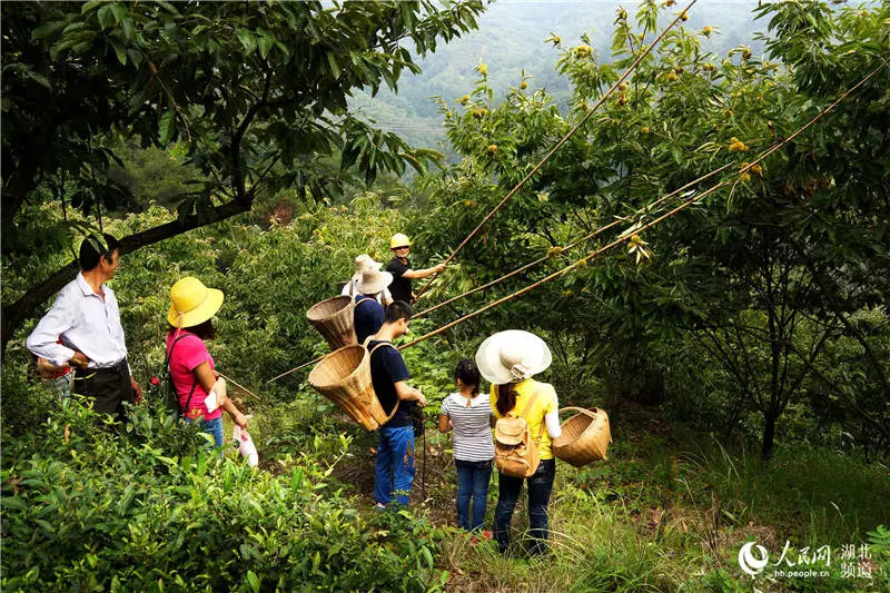 风物特产推介,湖北罗田大红袍板栗