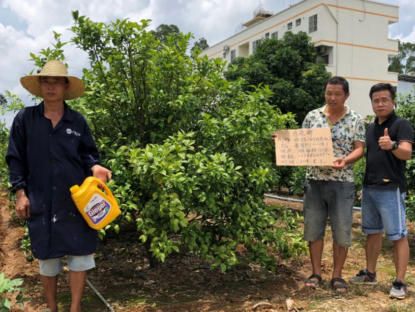 柑橘黄化修复剂爆款,黄化1号治柑橘黄化
