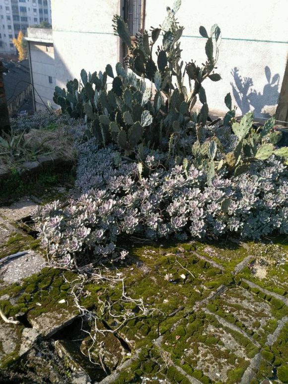 花了330元买了个10年老桩，带回家种了3箩筐，太爽了！