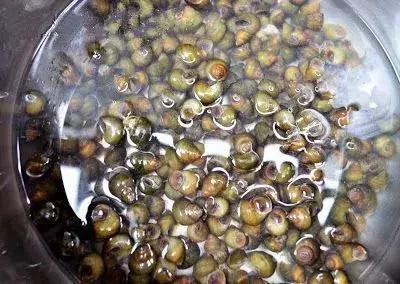 螺丝肥而不腻,螺蛳肥美季节