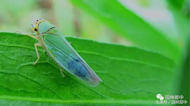 甘肃省城市园林绿地养护管理标准,二月份园林养护技术要点