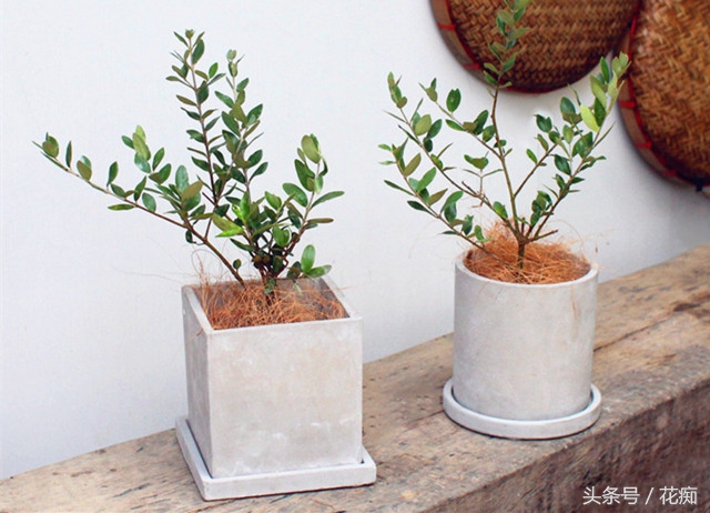 油橄榄盆栽的养护与管理,油橄榄盆栽如何种植