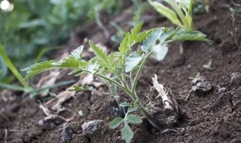 番茄只长叶子不结果怎么办,番茄只长苗不结果怎么办