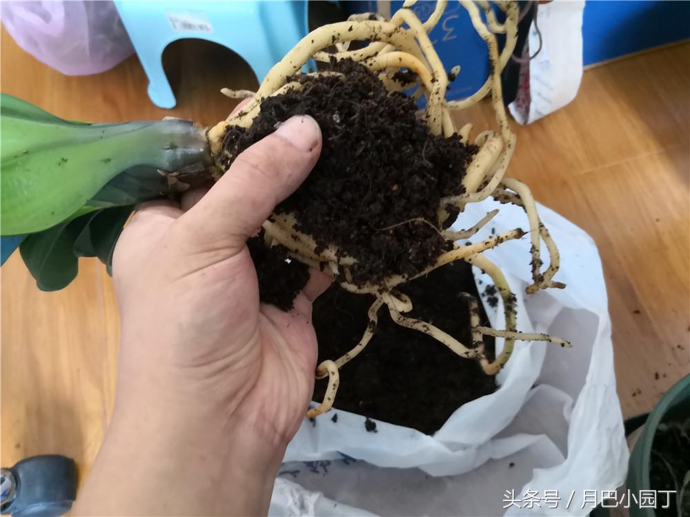 君子兰换盆用什么办法成活快点,这个季节要怎么给君子兰换盆