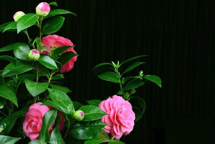 美丽好看的茶花图片,绝美茶花