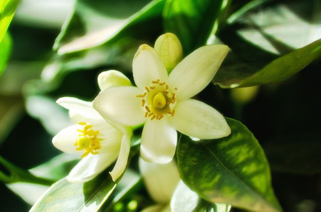 杜夏娜面膜推荐,杜夏娜天然面膜