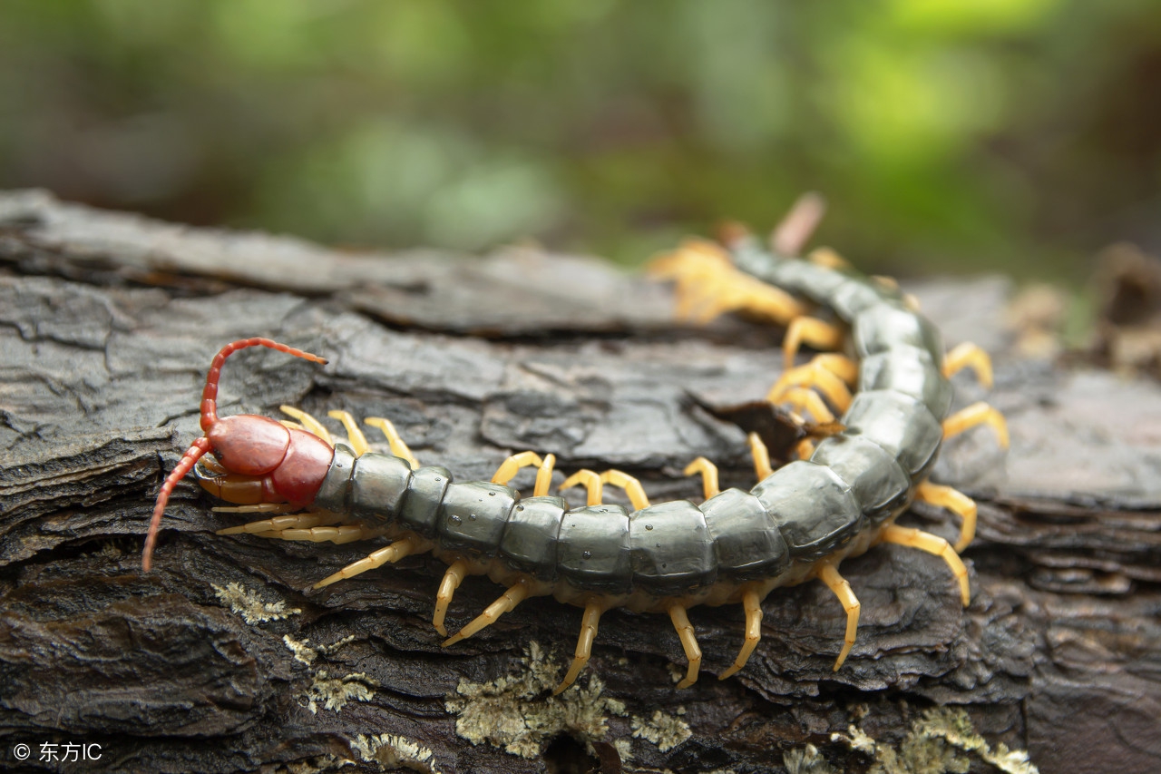 被蜈蚣咬伤后的急救方法,如何判断是否被蜈蚣咬伤