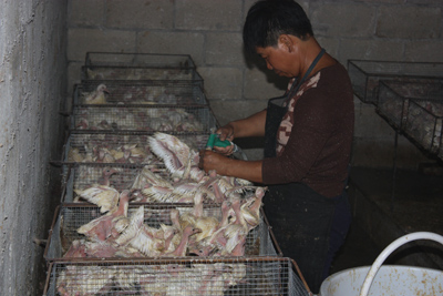 野生鸽子可以人工养吗,人工饲养鸽子该怎样灌喂