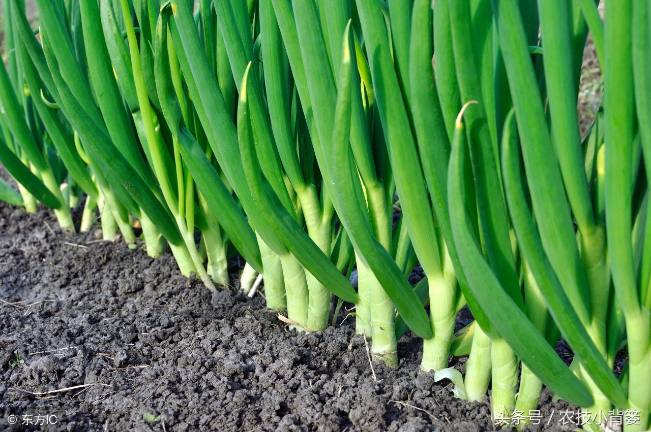 让大葱生长的简单方法,种植大葱白又直又长的小技巧