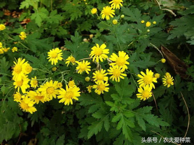 路边的野草治疗咳嗽,路边有哪些野草治咳嗽