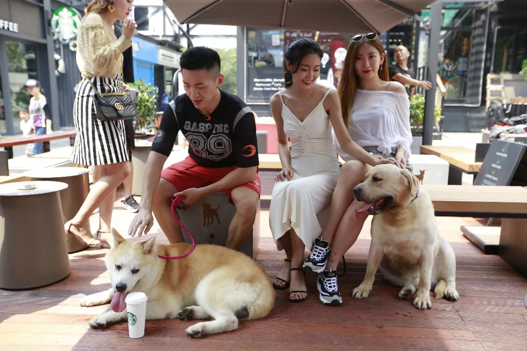 宠物街区,宠物街什么模式