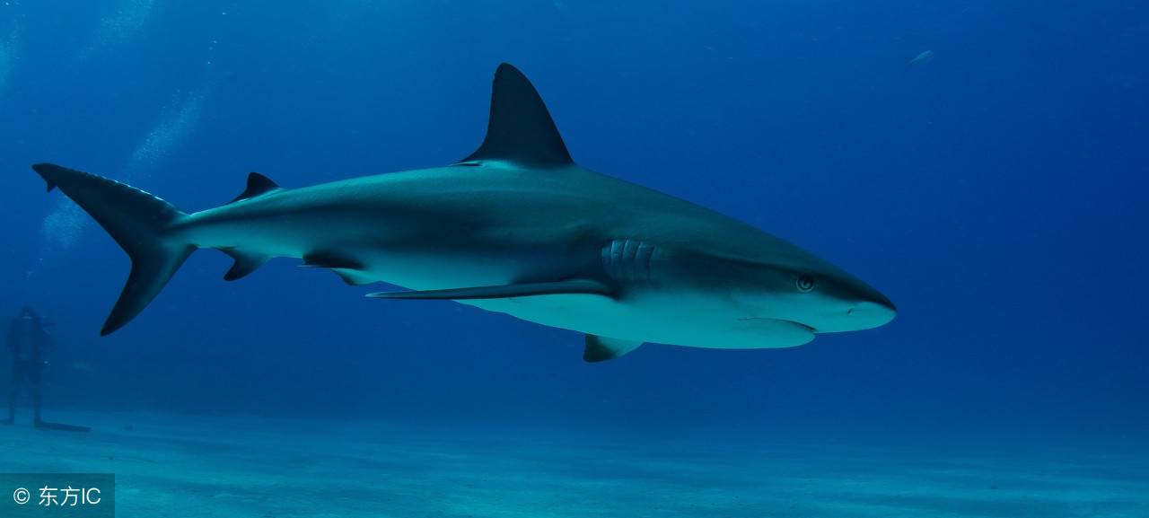 鲨鱼不吃人的危害,鲨鱼不吃人真的吗
