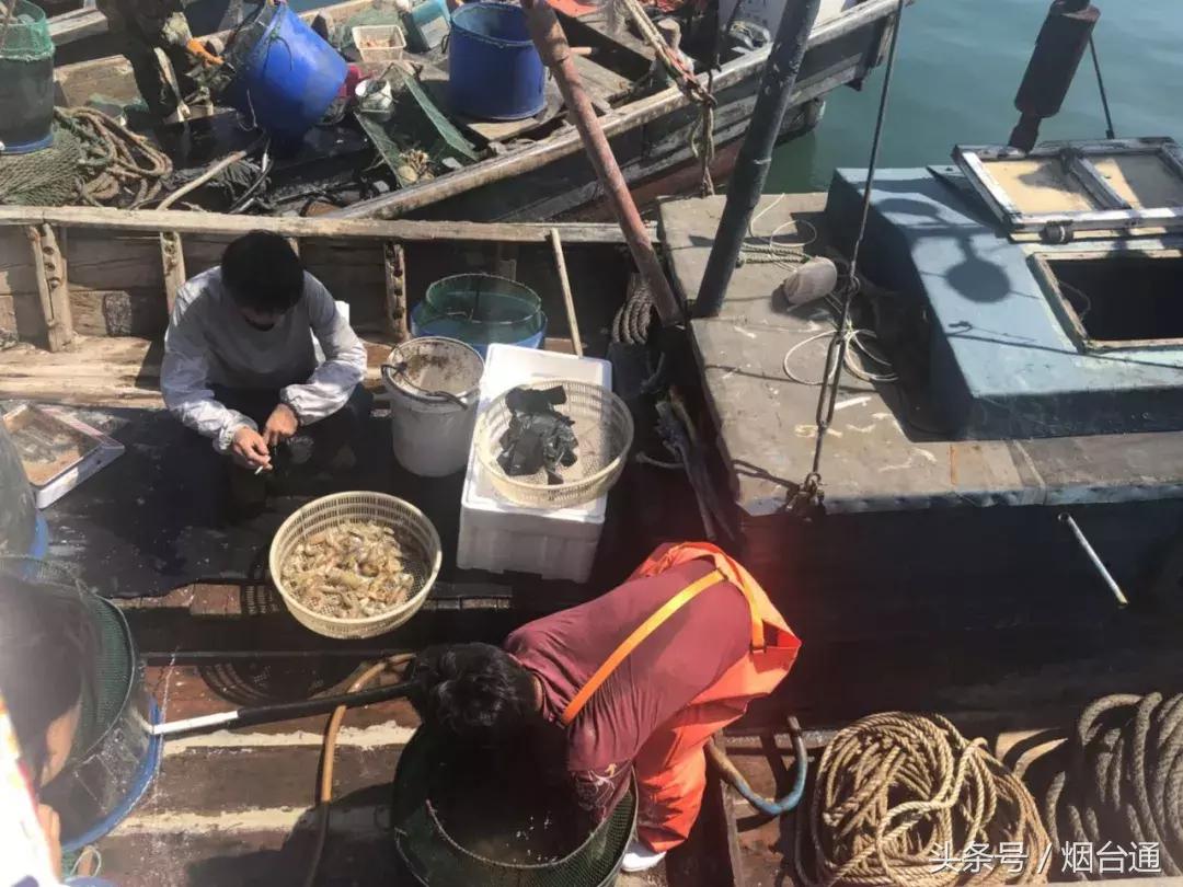 烟台开海现场直播视频,开海现场视频直播