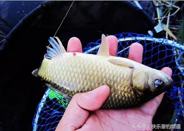 钓鱼技巧和口诀一览表,钓鱼十八招