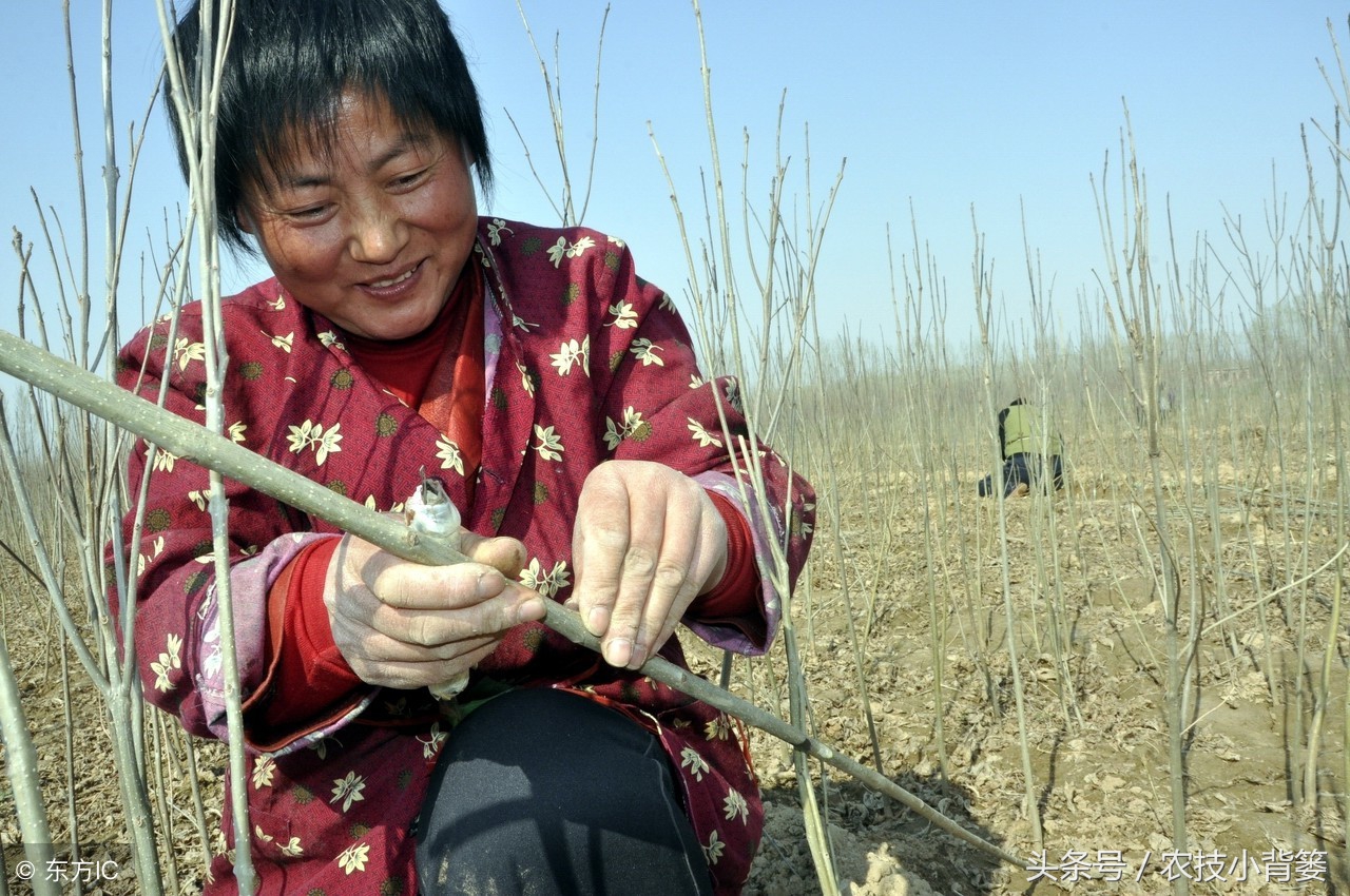 提高果树嫁接成活率的六个方法,你用对了几个?