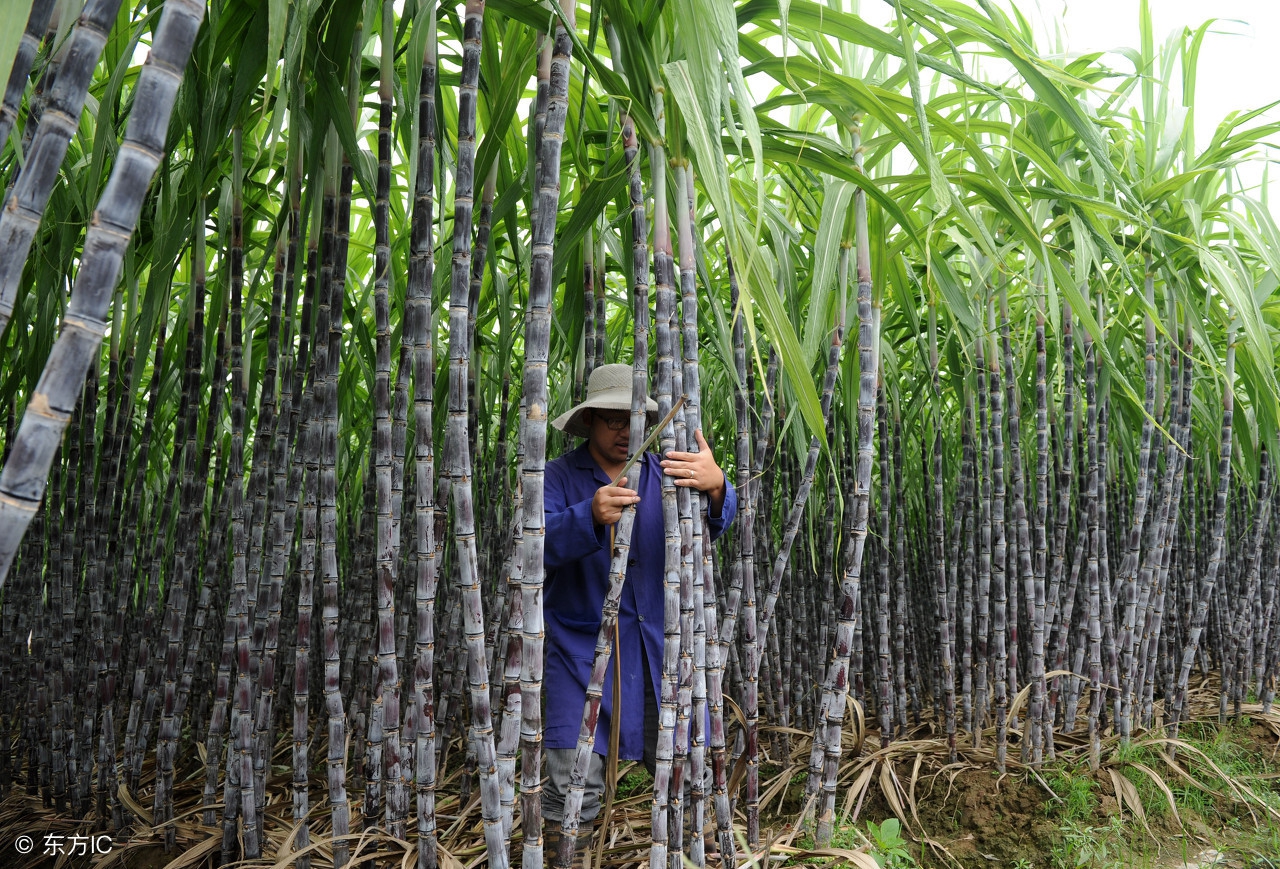 家里种甘蔗的方法甘蔗不甜,家里种甘蔗怎么管理