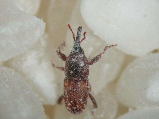 大米里长虫怎么驱虫,米里长虫怎么快速驱虫