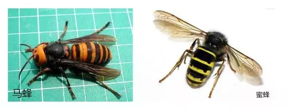 大货车司机被马蜂蜇昏迷,司机被马蜂蜇伤昏迷怎么办