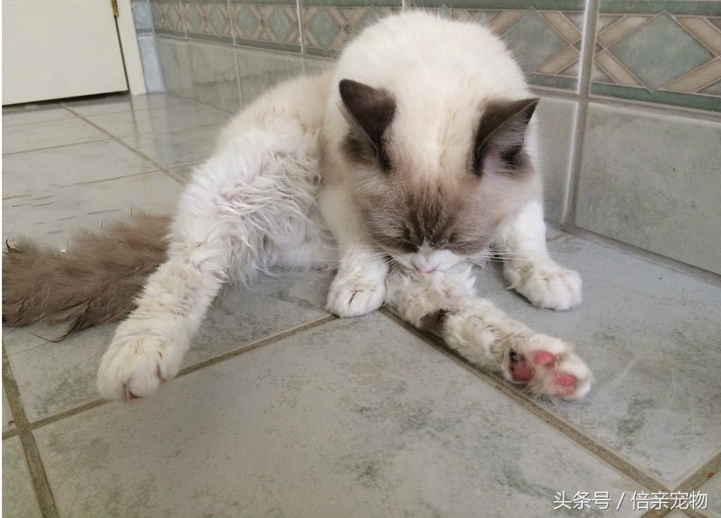 怎么给猫咪洗澡用什么沐浴露,铲屎官如何给猫咪洗澡呢