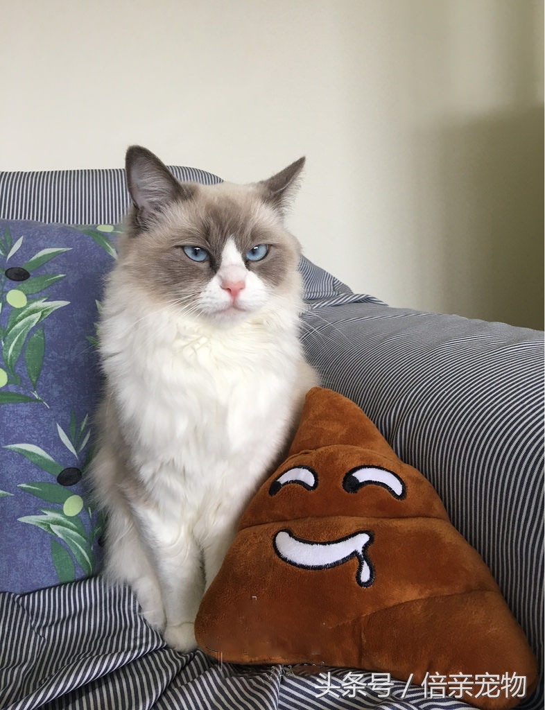 怎么给猫咪洗澡用什么沐浴露,铲屎官如何给猫咪洗澡呢