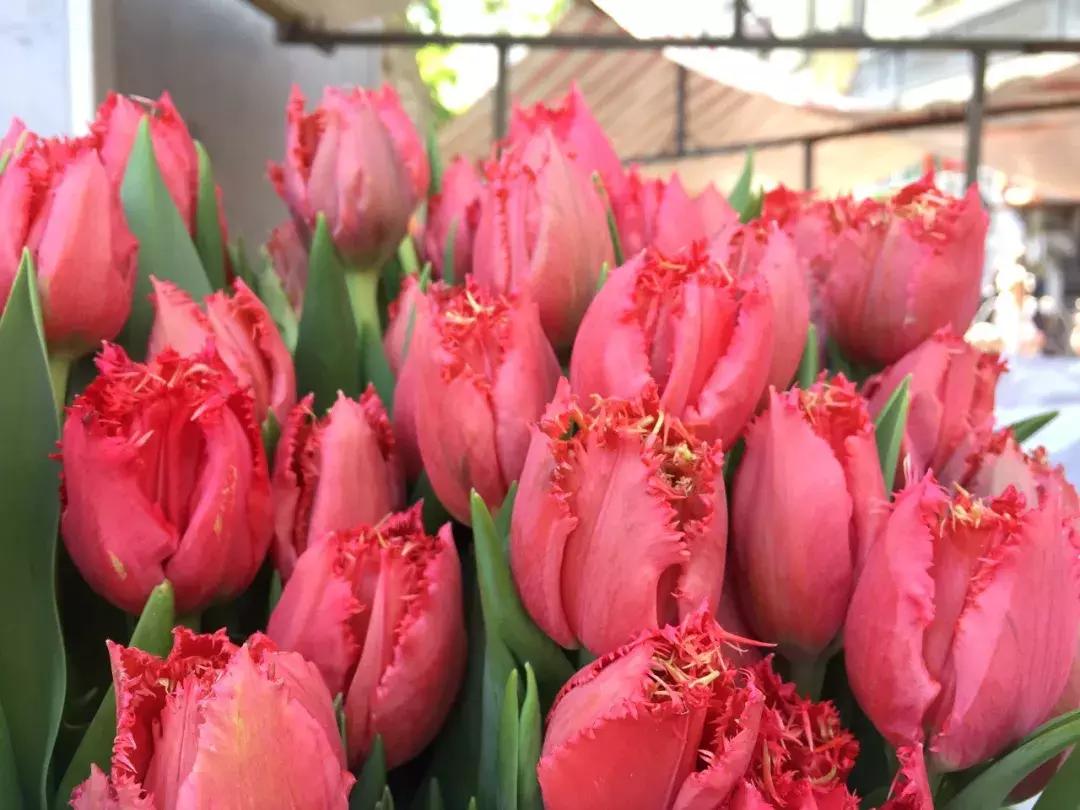 荷兰自由行旅游攻略大全,荷兰自由行三日游攻略