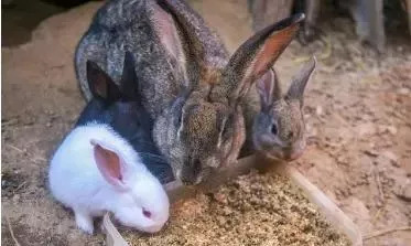 兔子周围可以养蜜蜂吗,兔子要富养