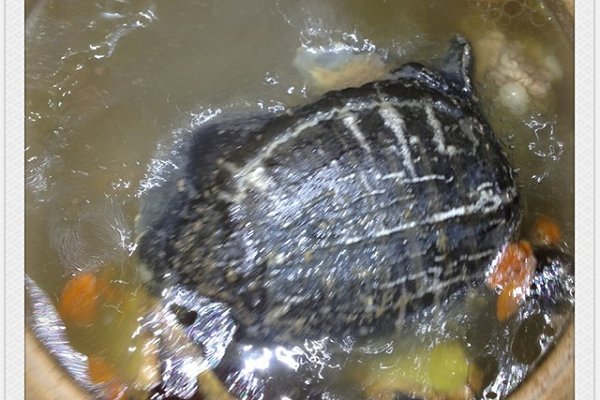 甲鱼最常见的几种做法,冬季甲鱼跟什么做才好