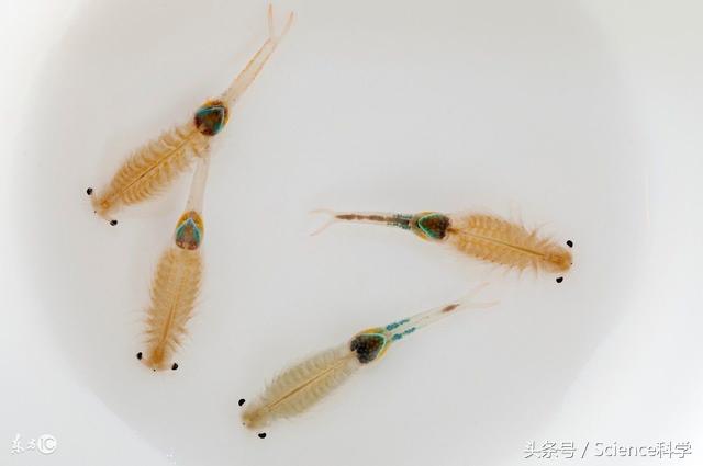 生物进化论能证明人类的起源,人类真的是猿进化的吗