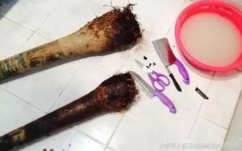 发财树快死掉了能浇啤酒吗,发财树死了还可以再养活吗