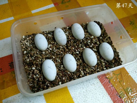 草龟繁殖经验分享孵蛋40天破壳,草龟养殖日记从幼苗开始