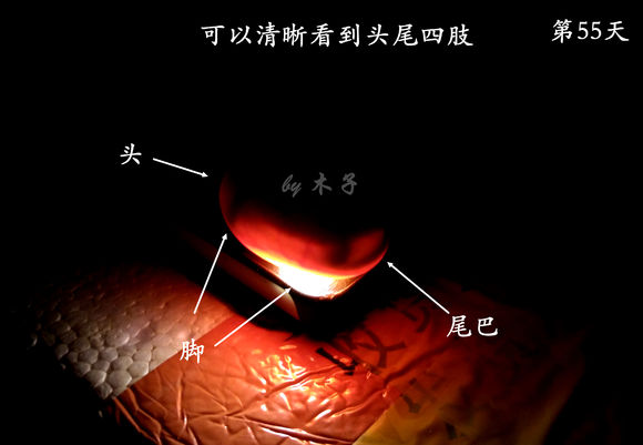 草龟繁殖经验分享孵蛋40天破壳,草龟养殖日记从幼苗开始
