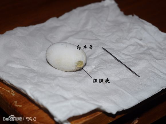 自己养的草龟怎么孵化草龟蛋,自家养的草龟如何产蛋