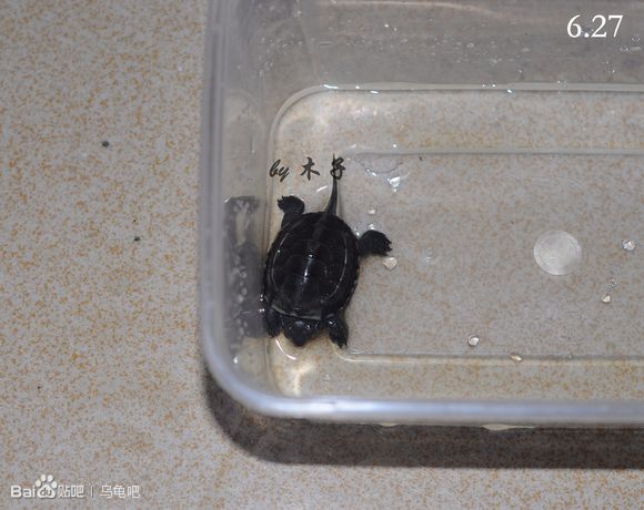 自己养的草龟怎么孵化草龟蛋,自家养的草龟如何产蛋