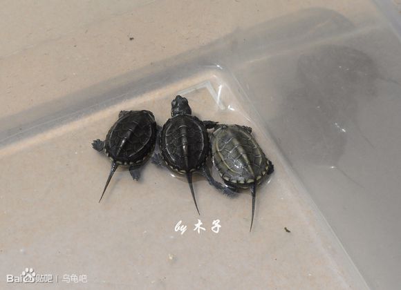 自己养的草龟怎么孵化草龟蛋,自家养的草龟如何产蛋