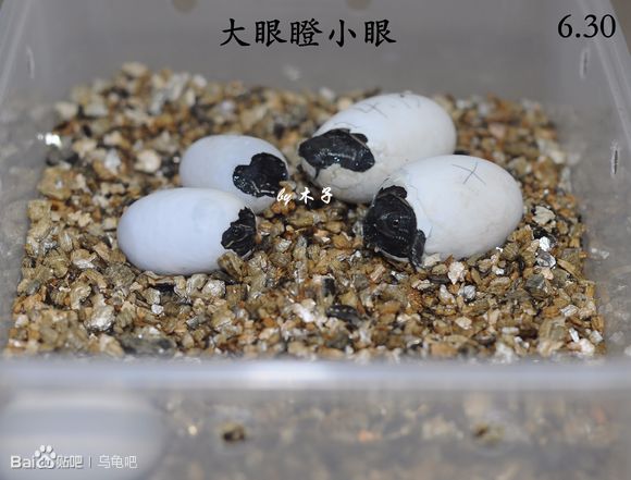 自己养的草龟怎么孵化草龟蛋,自家养的草龟如何产蛋