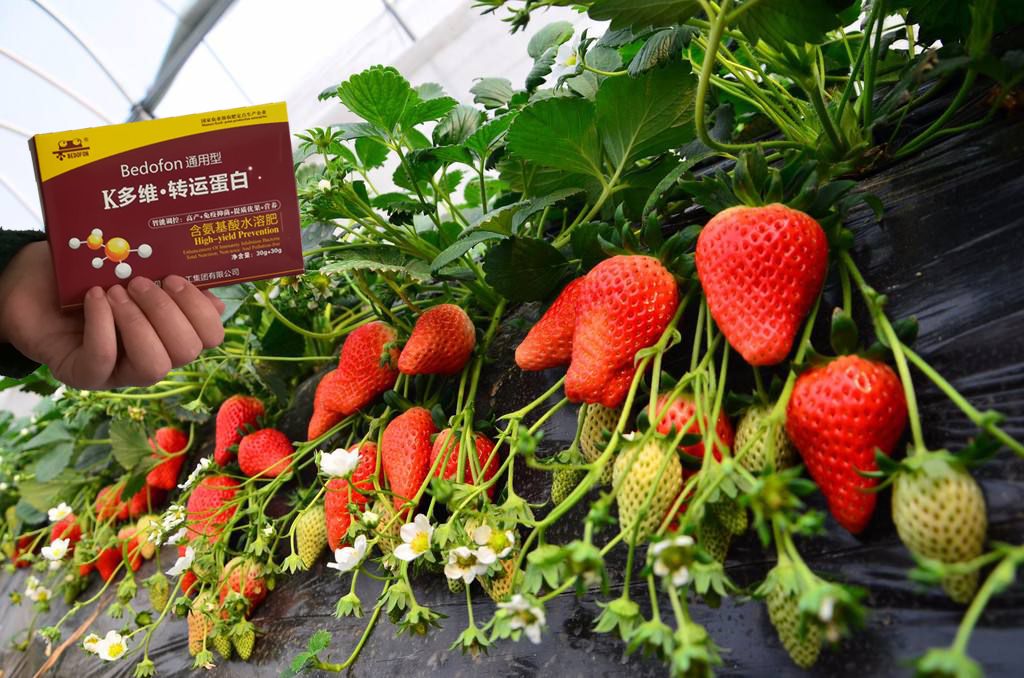 用了K多维转运蛋白，草莓商品性高，丰产又丰收