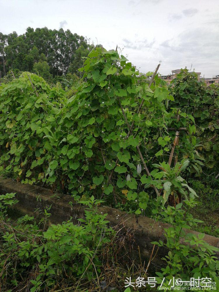 故人具鸡黍邀我至田家邀的意思,故人具鸡黍邀我至田家什么意思