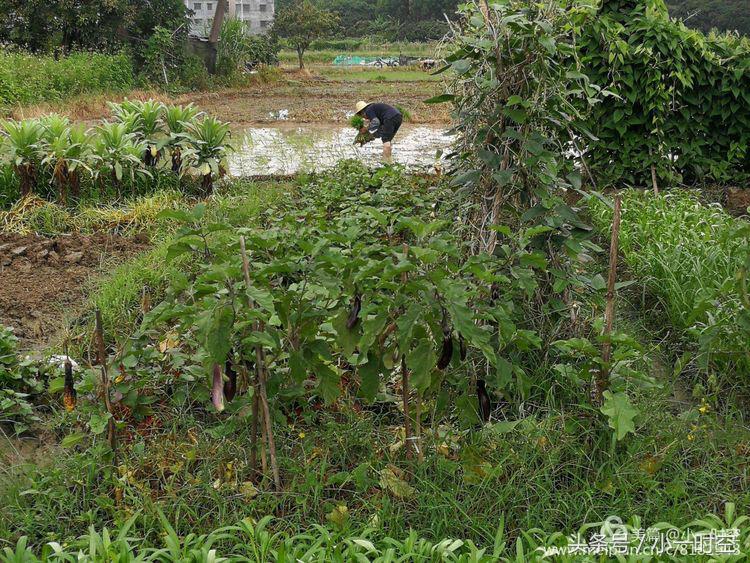 故人具鸡黍邀我至田家邀的意思,故人具鸡黍邀我至田家什么意思