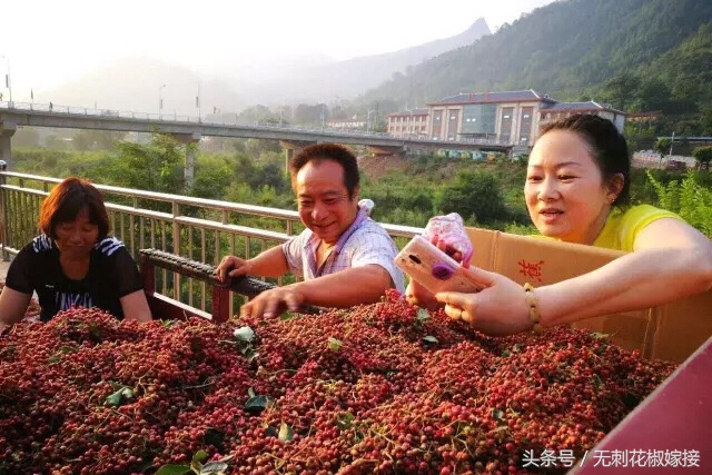 花椒35一斤便宜吗 (花椒150块一公斤)