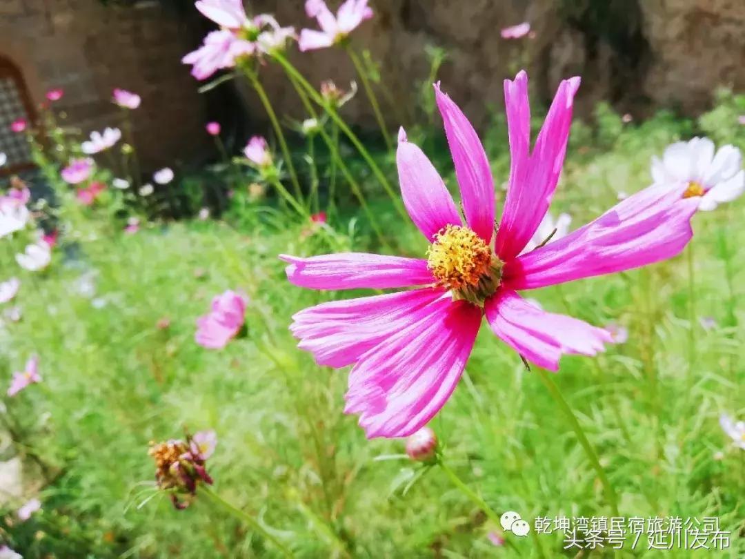 九月的碾畔民宿，红枣与你邂逅